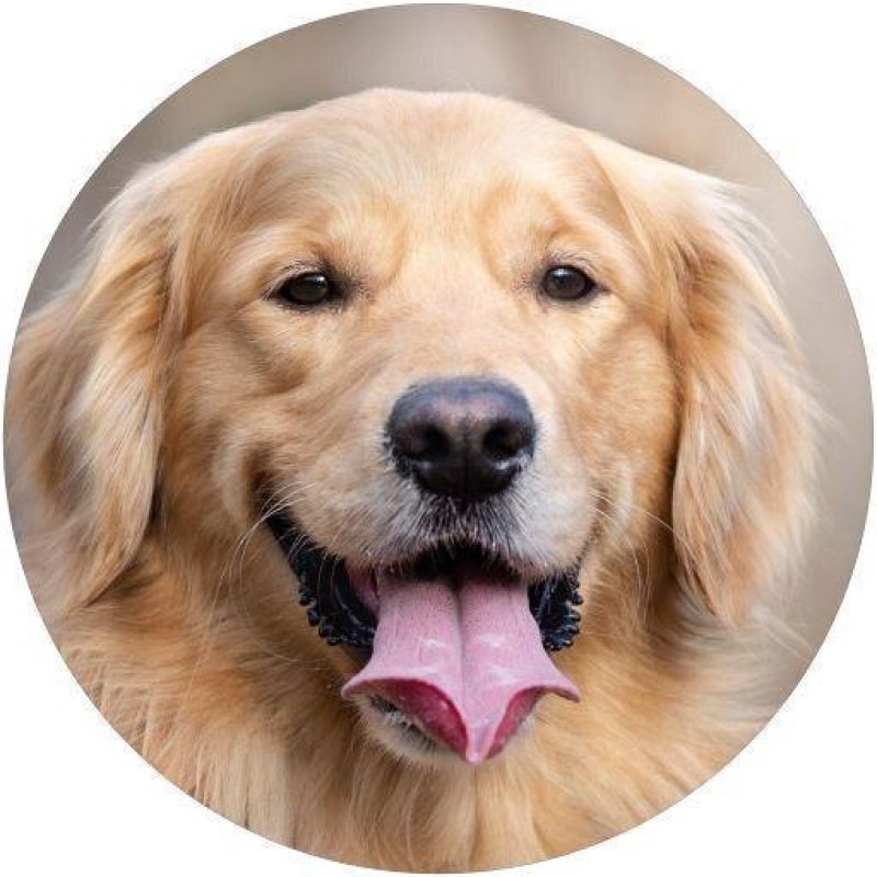 5674296776_1-800x800-1.jpg Capa De Estepe Ecosport Aircross Golden Retriever - Imagem 1